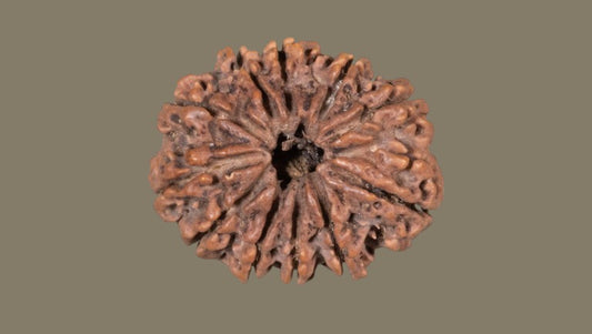 Gyarah Mukhi Rudraksha
