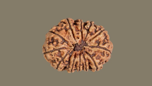 Twelve Mukhi Rudraksha