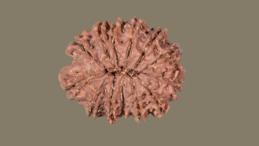 Thirteen Mukhi Rudraksha