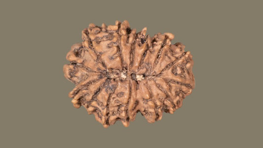 Fourteen Mukhi Rudraksha