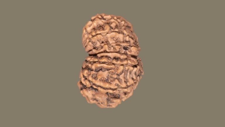 Fourteen Mukhi Rudraksha