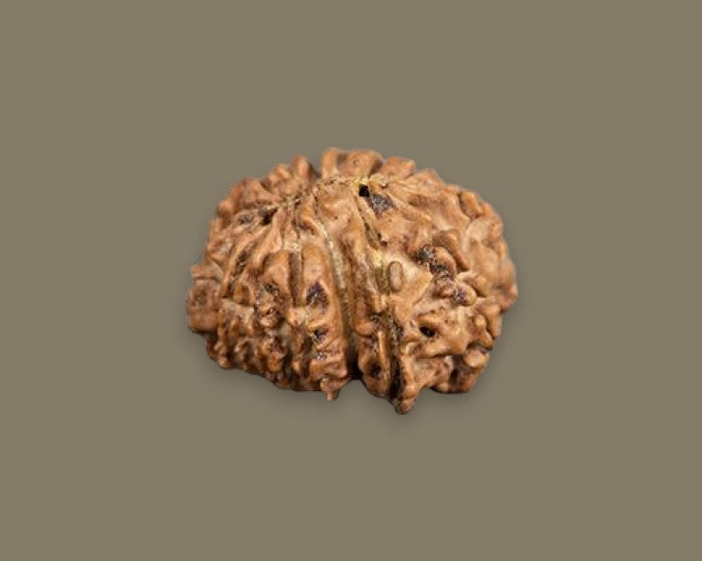 Fifteen Mukhi Rudraksha