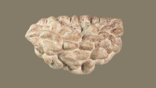 Ek Mukhi Rudraksha