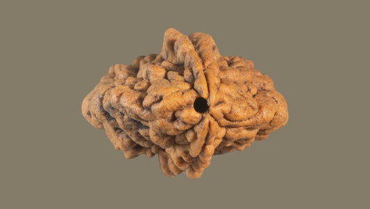 Do Mukhi Rudraksha