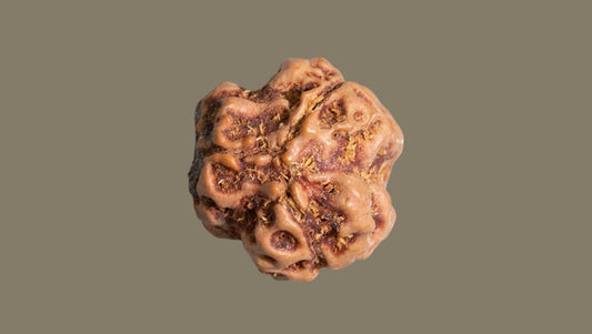 Teen Mukhi Rudraksha
