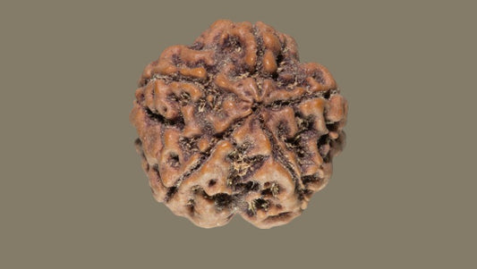 Panch Mukhi Rudraksha