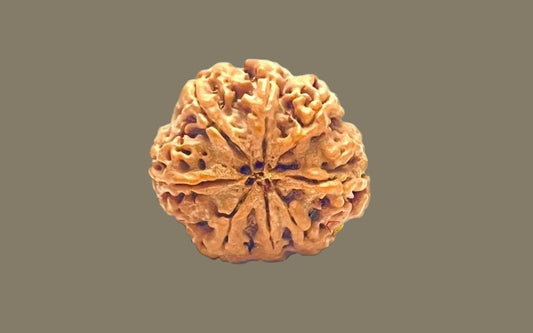 Eight Mukhi Rudraksha