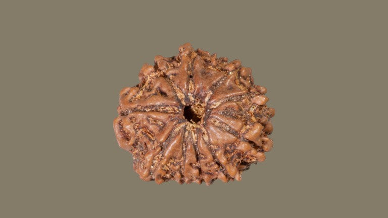 Rudraksha Ten Mukhi