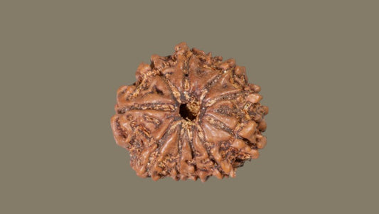 Dus Mukhi Rudraksha