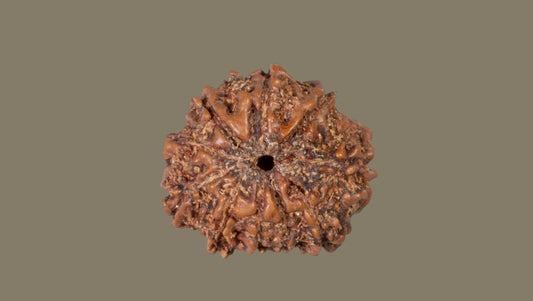 Dus Mukhi Rudraksha