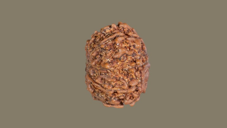 Rudraksha Ten Mukhi