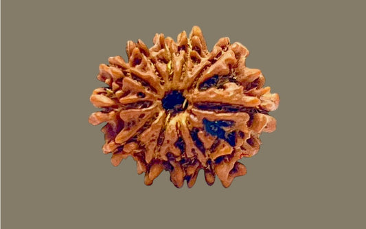 Gyarah Mukhi Rudraksha