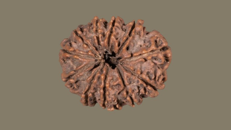 Rudraksha Eleven Mukhi