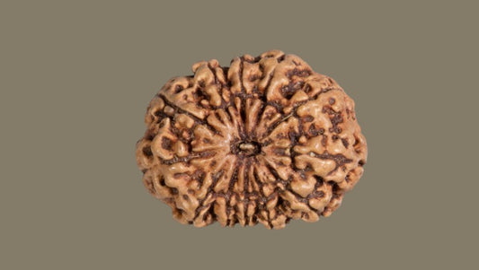 Twelve Mukhi Rudraksha