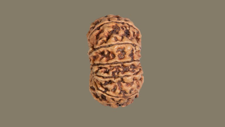Rudraksha Twelve Mukhi