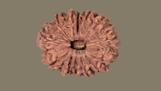 Thirteen Mukhi Rudraksha