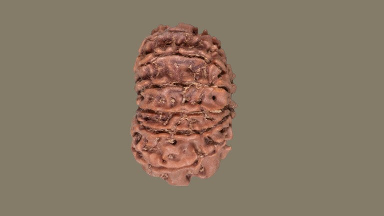 Rudraksha Thirteen Mukhi