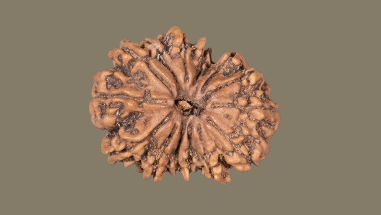 Fourteen Mukhi Rudraksha
