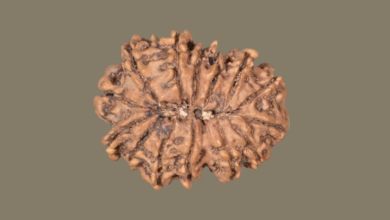 Fourteen Mukhi Rudraksha