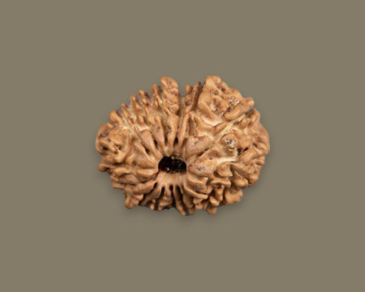 Fifteen Mukhi Rudraksha