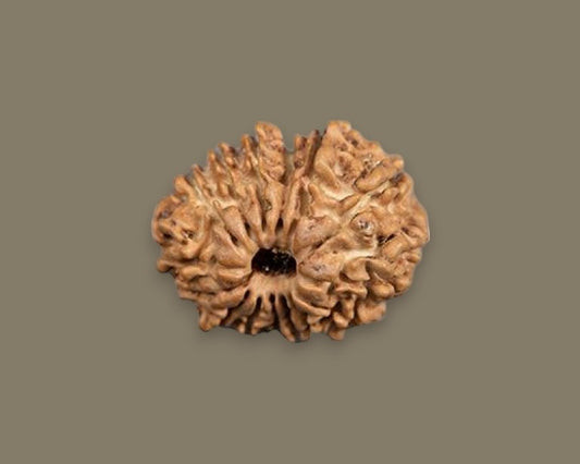 Fifteen Mukhi Rudraksha