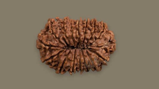 Sixteen Mukhi Rudraksha