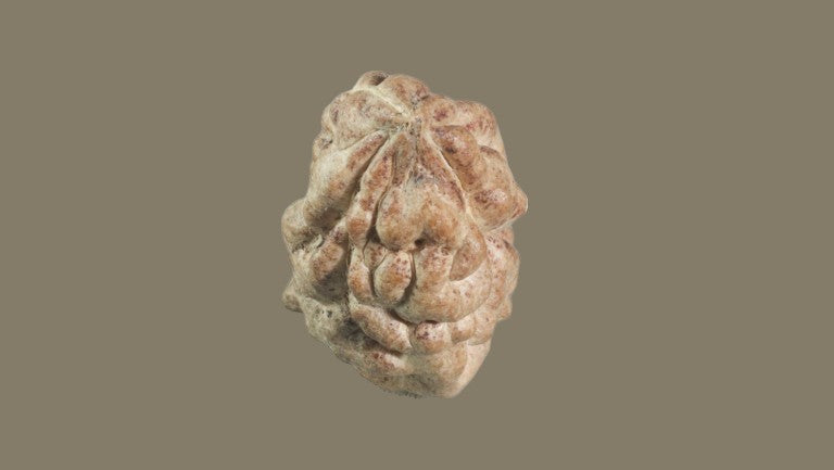 Rudraksha One Mukhi
