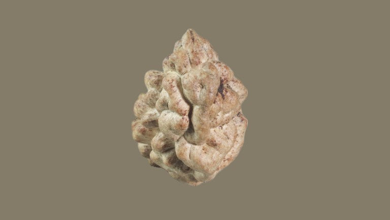 Rudraksha One Mukhi