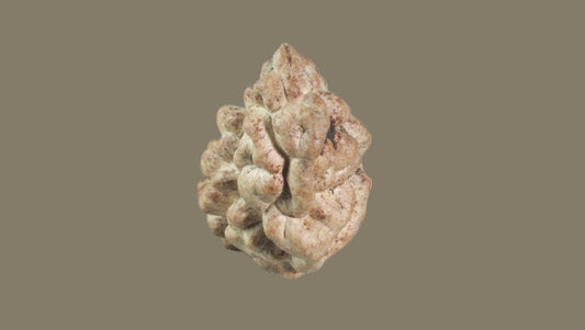 Ek Mukhi Rudraksha