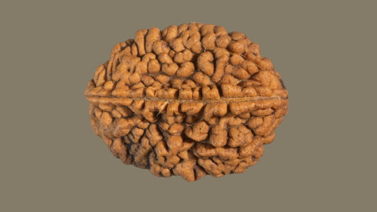 Do Mukhi Rudraksha