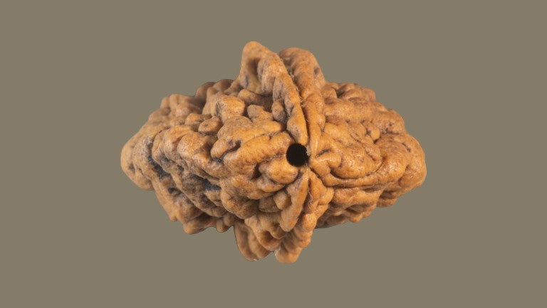 Rudraksha Two Mukhi