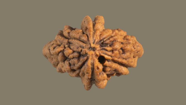 Rudraksha Two Mukhi