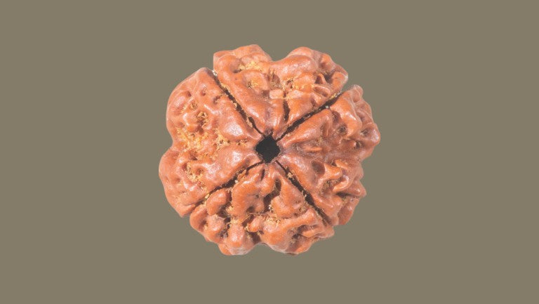 Rudraksha Four Mukhi