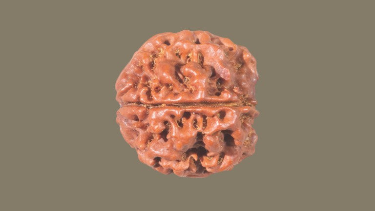 Rudraksha Four Mukhi
