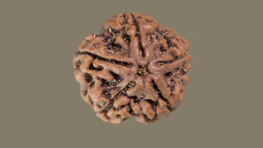 Panch Mukhi Rudraksha