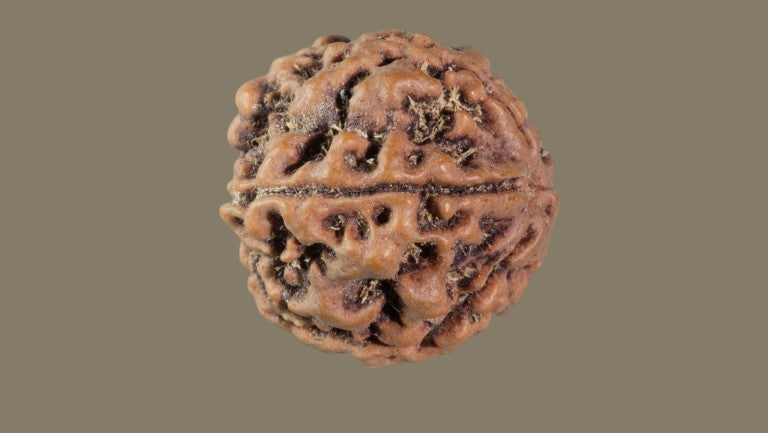 Rudraksha Five Mukhi
