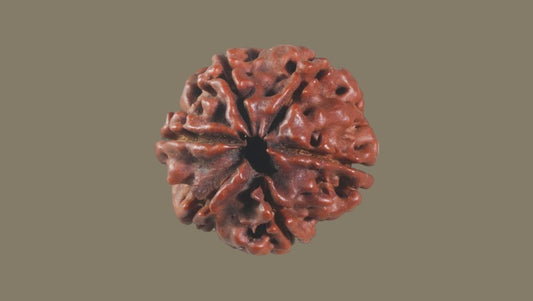 Six Mukhi Rudraksha