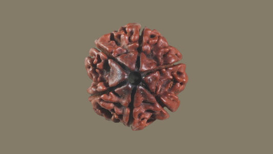 Six Mukhi Rudraksha