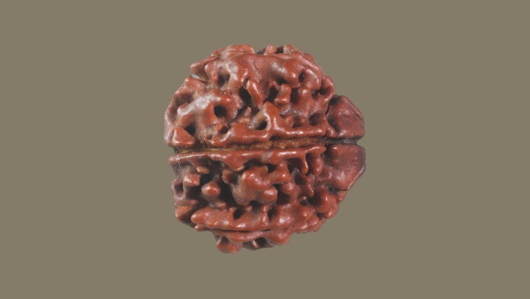 Rudraksha Six Mukhi
