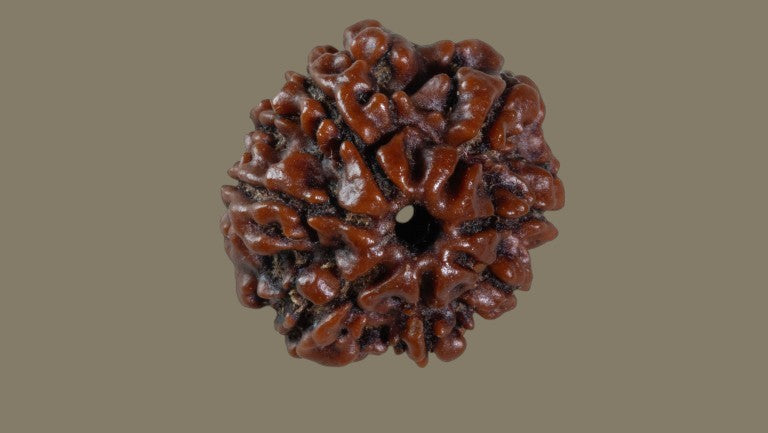 Rudraksha Seven Mukhi