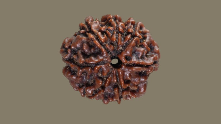 Rudraksha Seven Mukhi