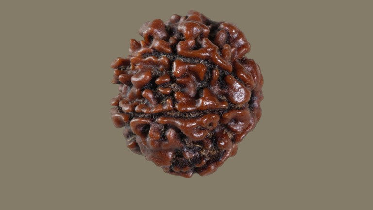 Rudraksha Seven Mukhi