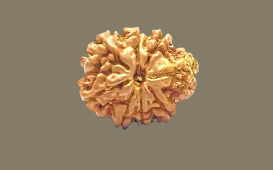 Eight Mukhi Rudraksha