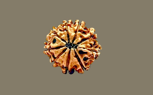 Nine Mukhi Rudraksha