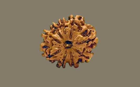 Nine Mukhi Rudraksha