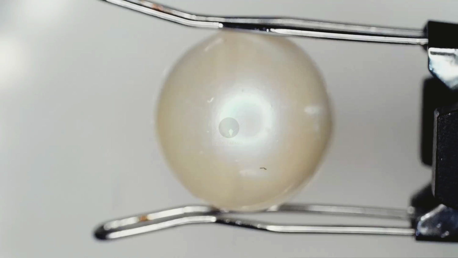 Pearl (Moti) South Sea (P2-9.1ct/ 10.101 Ratti)