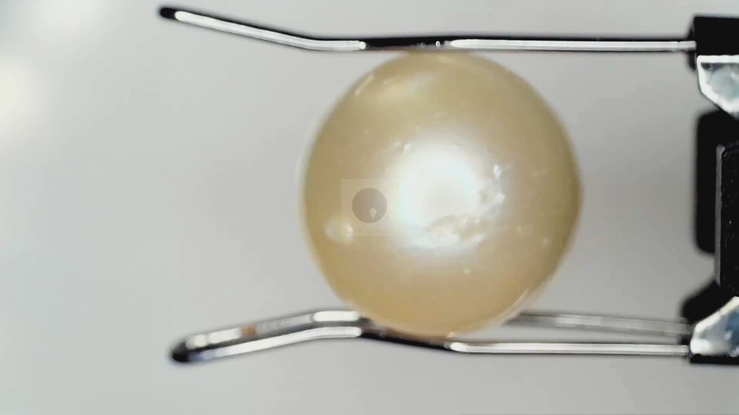 Pearl (Moti) South Sea (P5- 7.9ct/ 8.769 Ratti)
