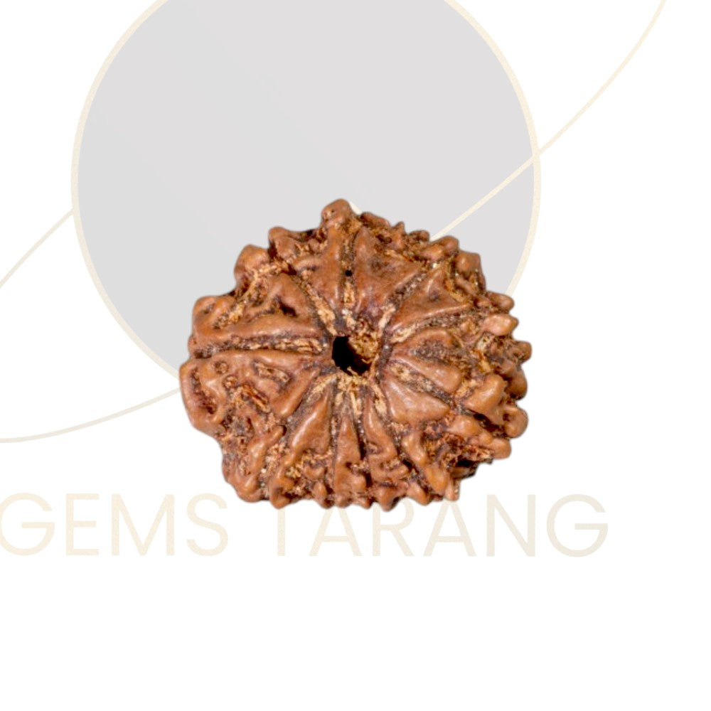 Rudraksha Ten Mukhi