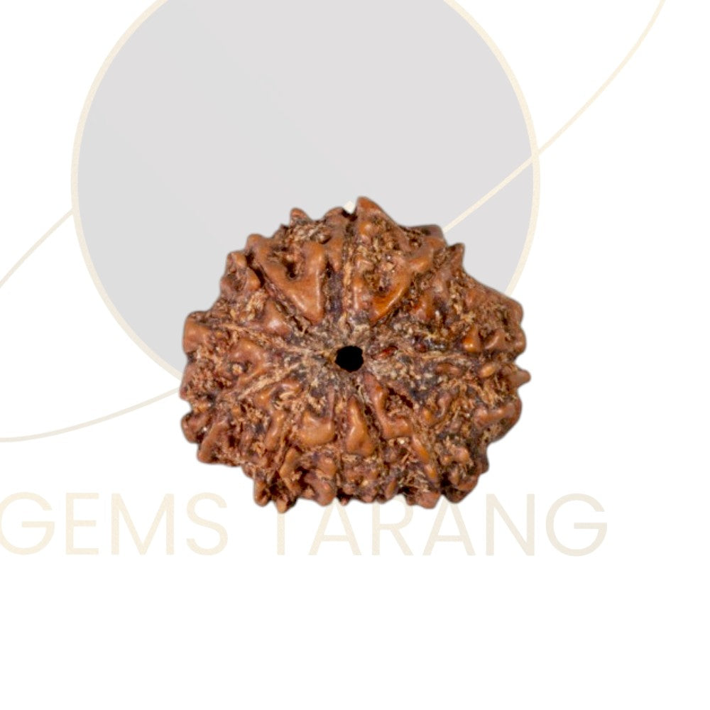 Rudraksha Ten Mukhi
