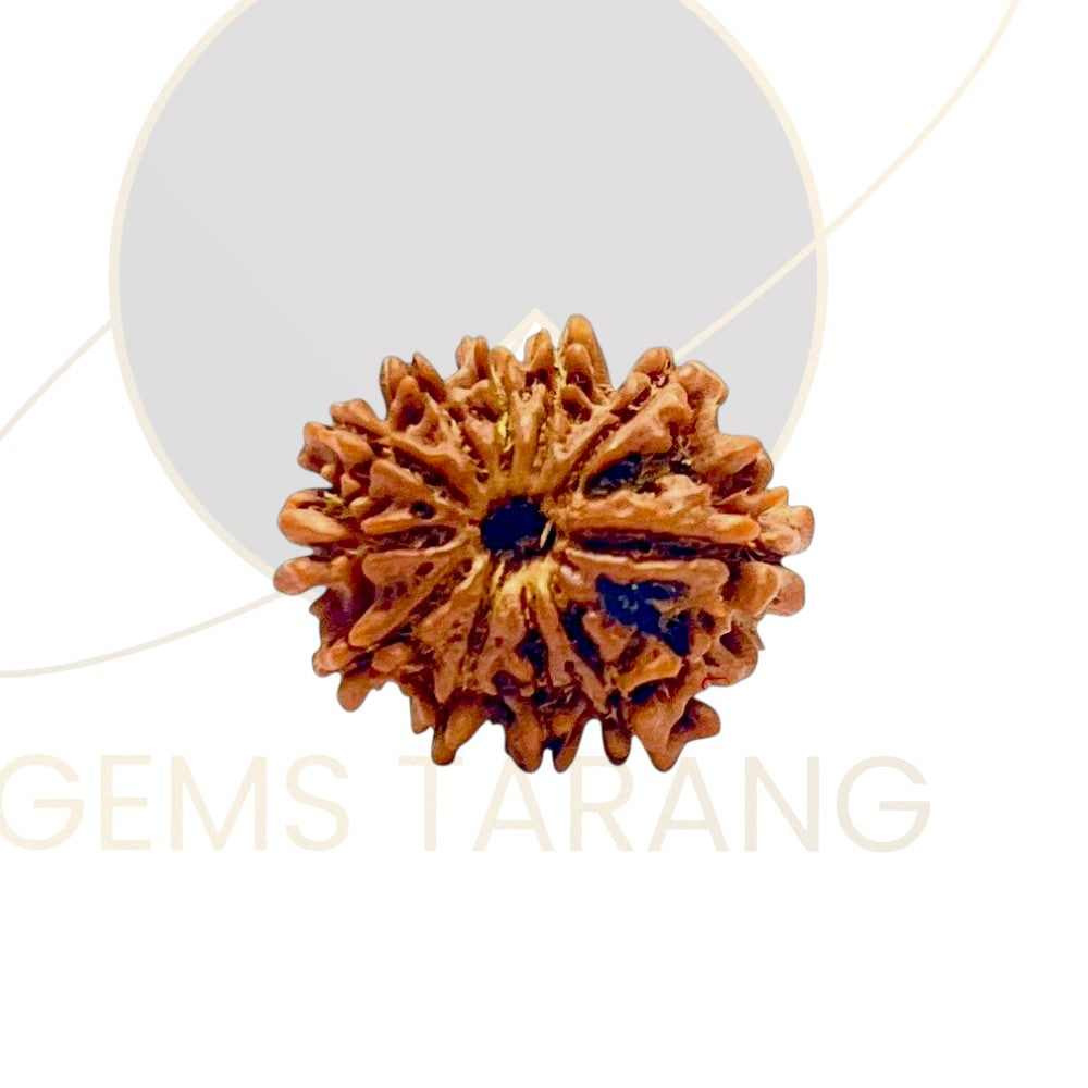 Rudraksha Eleven Mukhi